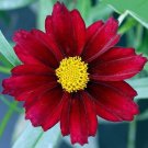 Wonderful Mercury Rising Coreopsis Tickseed Perennial Garden Plant