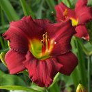 Wonderful Pardon Me Daylily Hemerocallis Deep Red Garden Plant