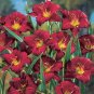 Wonderful Pardon Me Daylily Hemerocallis Deep Red Garden Plant
