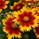 Wonderful Up Tick Gold and Bronze Coreopsis Tickseed Garden Plant