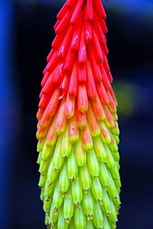 Wonderful Fire Dance Red Hot Poker Kniphofia Garden Plant