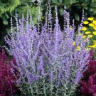 Wonderful Little Spire Russian Sage Perovskia Garden Plant