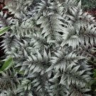 Wonderful Giant Godzilla Japanese Painted Fern Athyrium Garden Plant