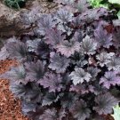 Wonderful Frosted Violet Coral Bells Heuchera Garden Plant