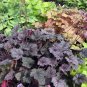 Wonderful Frosted Violet Coral Bells Heuchera Garden Plant