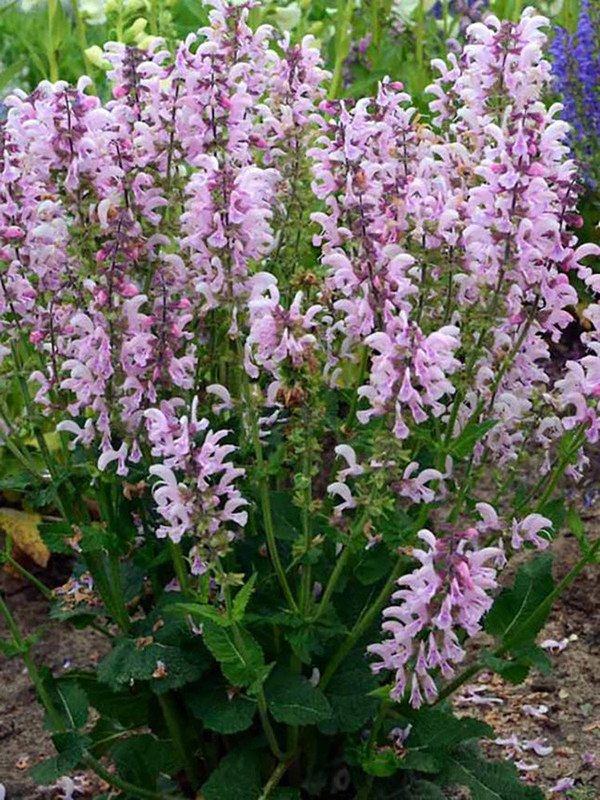 Wonderful Series Ballerina Pink Meadow Sage Garden Plant