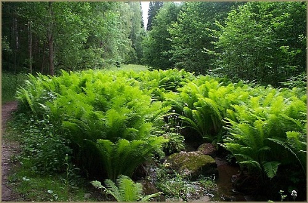 Wonderful The King Hardy Ostrich Fern Matteuccia Garden Plant