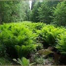 Wonderful The King Hardy Ostrich Fern Matteuccia Garden Plant