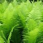 Wonderful The King Hardy Ostrich Fern Matteuccia Garden Plant