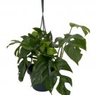 Wonderful Ultra Rare Ginny Philodendron Rhaphidophora tetrasperma Garden Plant