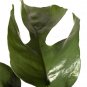 Wonderful Ultra Rare Ginny Philodendron Rhaphidophora tetrasperma Garden Plant