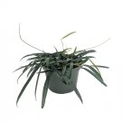 Wonderful Hoya wyetti Rare Wyatt Wax Garden Plant