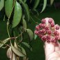 Wonderful Hoya wyetti Rare Wyatt Wax Garden Plant