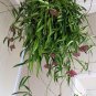 Wonderful Hoya wyetti Rare Wyatt Wax Garden Plant
