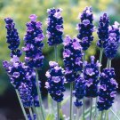 Wonderful SuperBlue Lavender Herb Garden Plant