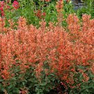 Wonderful Mandarin Kudos Hummingbird Mint Agastache Anise Hyssop Garden Plant