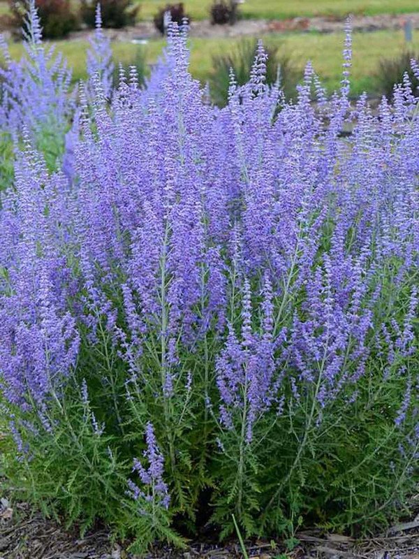 Wonderful Perovskia Atriplicifolia Blue Jean Baby Russian Sage Garden Plant
