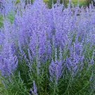 Wonderful Perovskia Atriplicifolia Blue Jean Baby Russian Sage Garden Plant