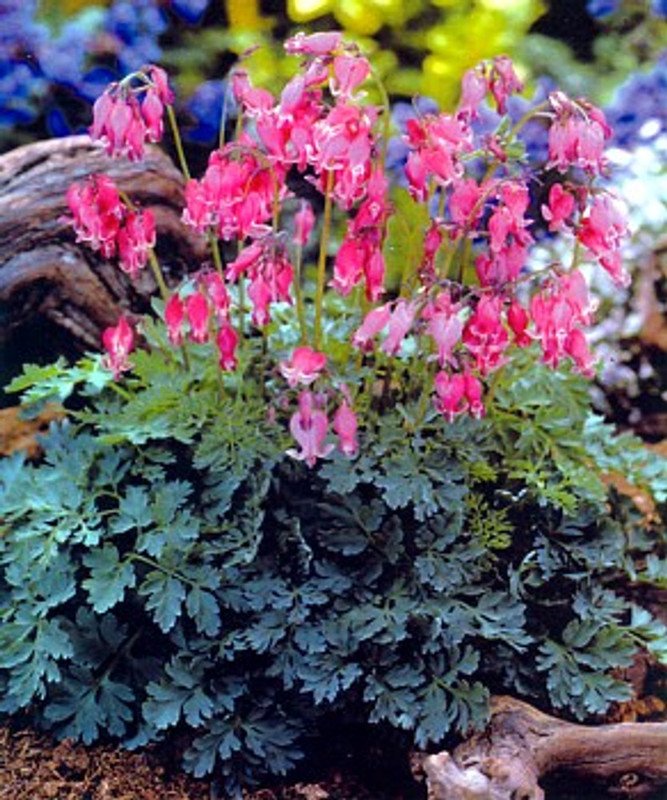 Wonderful King of Hearts Bleeding Hearts Dicentra Garden Plant