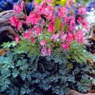 Wonderful King of Hearts Bleeding Hearts Dicentra Garden Plant