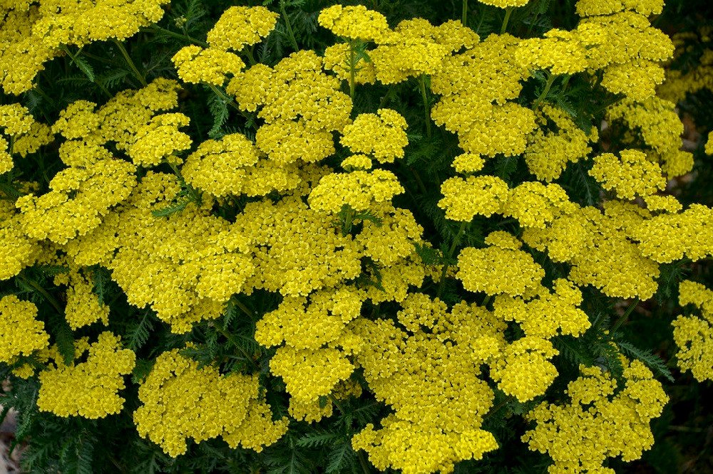 Wonderful Achillea Firefly Sunshine Yarrow Garden Plant