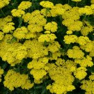 Wonderful Achillea Firefly Sunshine Yarrow Garden Plant