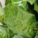 Wonderful Rare Mosaic Prayer Network Calathea mosaicca Garden Plant