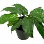 Wonderful Rare Mosaic Prayer Network Calathea mosaicca Garden Plant