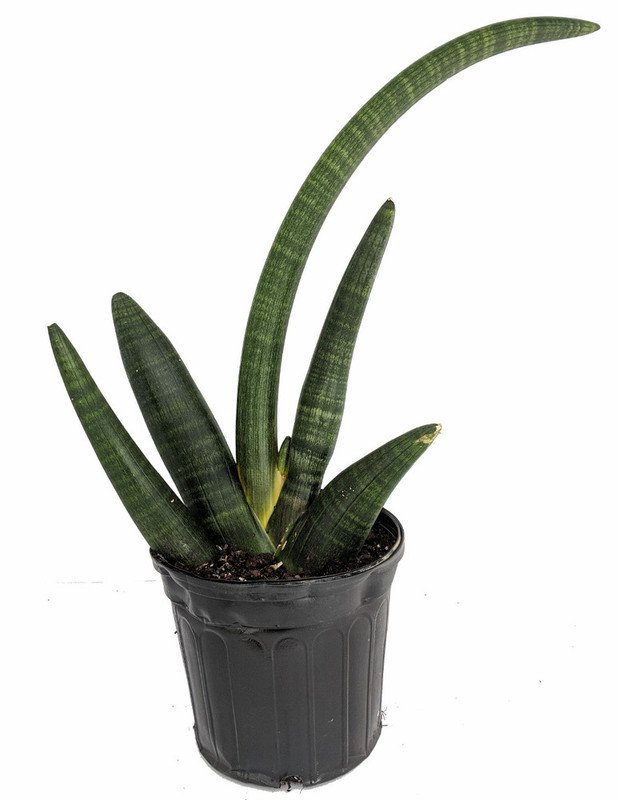 Wonderful Rare Obake Snake Sanseveria Garden Plant