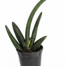 Wonderful Rare Obake Snake Sanseveria Garden Plant