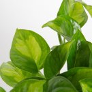 Wonderful Rare Global Green Pothos Epipremnum aureum Garden Plant
