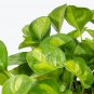 Wonderful Rare Global Green Pothos Epipremnum aureum Garden Plant