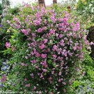 Wonderful Pink Mink Clematis Garden Plant