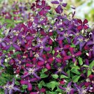 Wonderful Sweet Summer Love Clematis Garden Plant