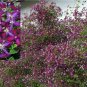 Wonderful Sweet Summer Love Clematis Garden Plant