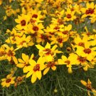 Wonderful Sizzle and Spice Curry Up Coreopsis Perennial Garden Plant