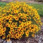 Wonderful Sizzle and Spice Curry Up Coreopsis Perennial Garden Plant