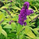Wonderful Crown Jewels Variegated Butterfly Bush Buddleia Garden Plant