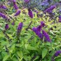Wonderful Crown Jewels Variegated Butterfly Bush Buddleia Garden Plant