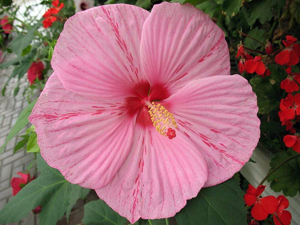 Wonderful Peppermint Schnapps Giant Hibiscus Rose Mallow Garden Plant