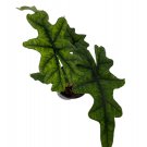 Wonderful Jacklyn Alocasia tandurusa Garden Plant