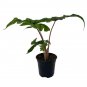 Wonderful Jacklyn Alocasia tandurusa Garden Plant