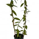 Wonderful Variegated Green and Cream Vanilla Bean Orchid Garden Plant