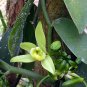 Wonderful Variegated Green and Cream Vanilla Bean Orchid Garden Plant