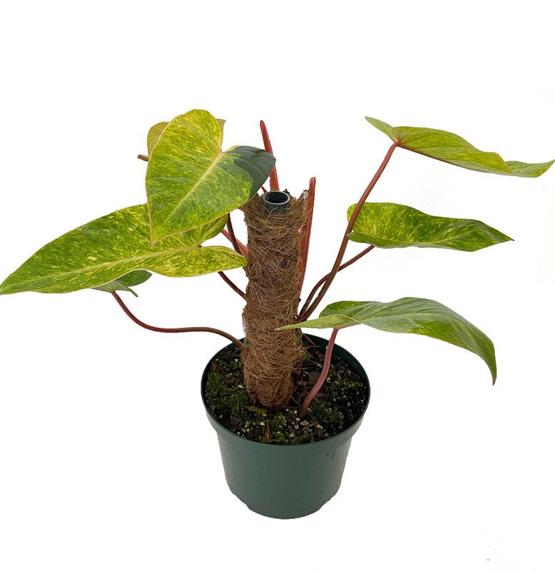 Wonderful Rare Mature Painted Lady Philodendron Garden Plant