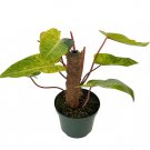 Wonderful Rare Mature Painted Lady Philodendron Garden Plant