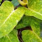 Wonderful Rare Mature Painted Lady Philodendron Garden Plant