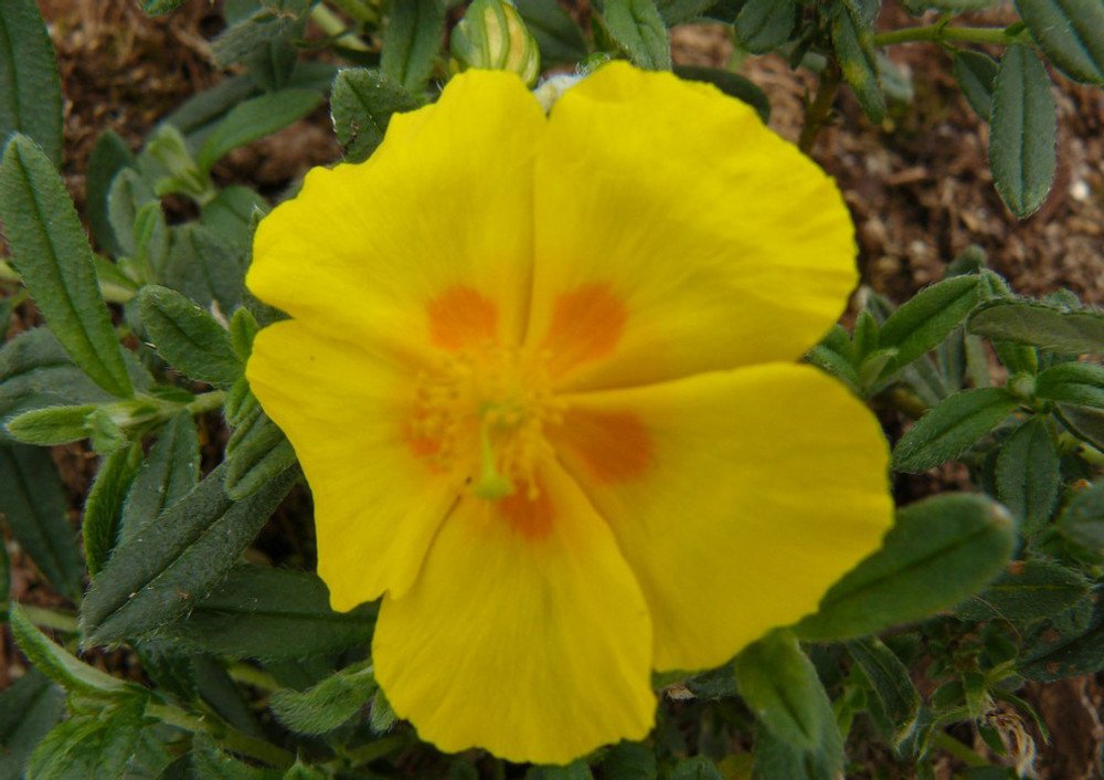 Wonderful Ben Fhada Sun Rose Helianthemum Garden Plant