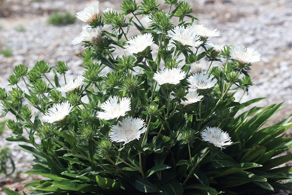 Wonderful Divinity Stokes Aster Perennial Stokesia Snowy White Blooms Garden Plant