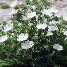 Wonderful Divinity Stokes Aster Perennial Stokesia Snowy White Blooms Garden Plant